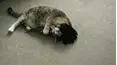 Funniest Pets & People