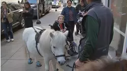 Therapeutic miniature horses visit seniors on the Upper East Side