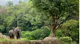Baby Animals Around the World