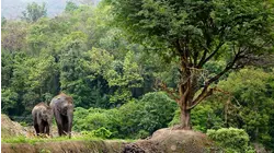 Baby Animals From Southeast Asia
