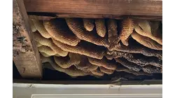 5-foot-long honeybee hive discovered inside Teaneck home