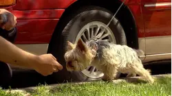 Just for Laughs GAGS - Season 12 E5 - Yorkshire towing