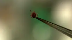 Fourth confirmed case of 'rabbit fever' reported in Suffolk County