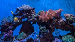 Bahamas Coral Reef