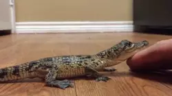 Pawsitivity