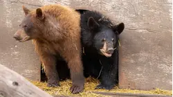 A BEAR'S THANKSGIVING