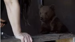 Bear Cub Rescue