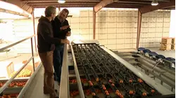 Orange Packing
