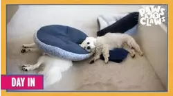 Paws VS. Claws | Day In