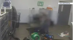 Animal cruelty charge filed against pet groomer after alleged incident involving elderly dog at Westchester business