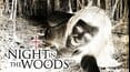 A Night in the Woods