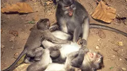 Family Fighters