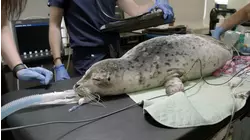 Battle to Save a Sea Lion