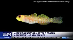 Scientists find more than 1,100 wild and unusual ocean species