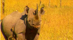 African Titans