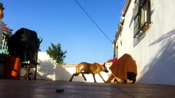 Pet Obsessed | Who Rescued Who?