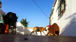 Who Rescued Who?