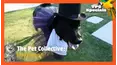 The Pet Collective: Halloween II