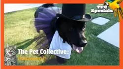 The Pet Collective: Halloween II