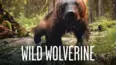 Wild Wolverine