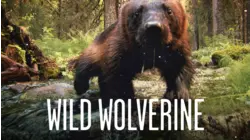 Wild Wolverine