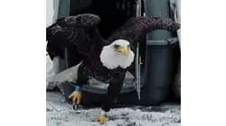 Plans set for EagleFest 2026 at Croton Point Park