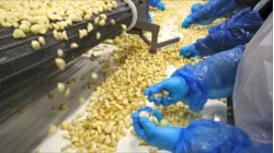 How The US' Biggest Garlic Producer Survived The Fall Of American Garlic