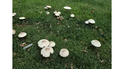 Mushrooms are popping up everywhere; Should you be worried?