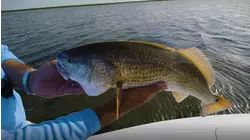 Cajun 2: Wetlands