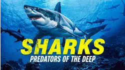 Sharks: Predator of the Deep