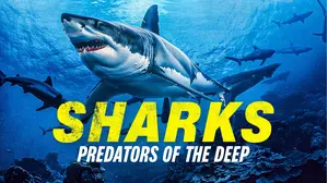 Sharks: Predator of the Deep