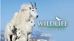 Wildlife Of The West