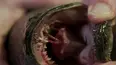 Bizarre Foods America