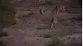 Trophy Hunters TV