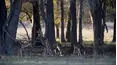 Trophy Hunters TV