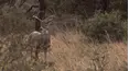 Trophy Hunters TV