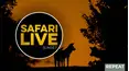 SafariLIVE Sunset Repeat
