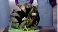 Halloween Wars
