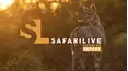 SafariLIVE Sunrise Repeat