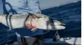 Sport Fishing TV