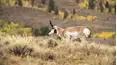 Trophy Hunters TV
