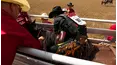 Calgary Stampede