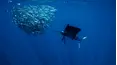 Goliath Fishing