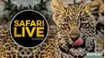 SafariLIVE Sunrise Repeat