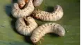 Bizarre Foods with Andrew Zimmern