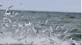 Sport Fishing TV