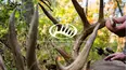 Whitetail Properties