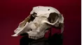 Mysteries at the Museum
