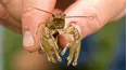 Bizarre Foods America
