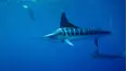 Sport Fishing TV